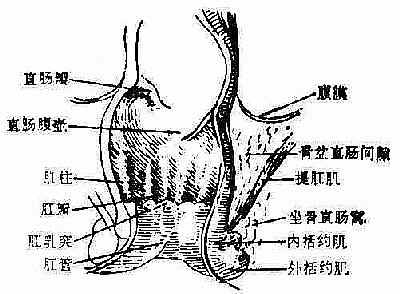 直肠肛管的解剖