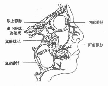 頜面部靜脈與海綿竇的交通
