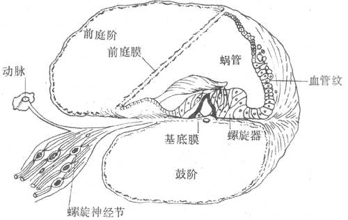 耳蝸管的橫斷面圖