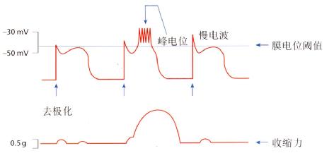 當峰電位疊加到慢波上並去極化達基礎域閾值時，小腸發生收縮