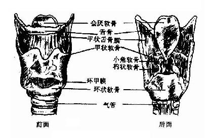 喉軟骨及支架