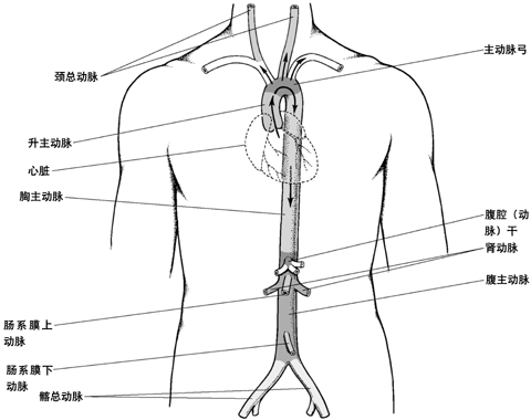 主动脉及其主要分支