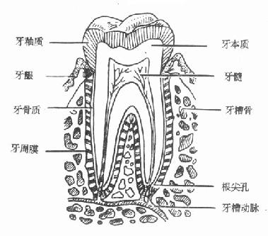 牙齒由牙釉質、牙本質、牙骨質和牙髓四部分組成