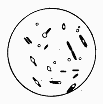细菌的芽胞形态