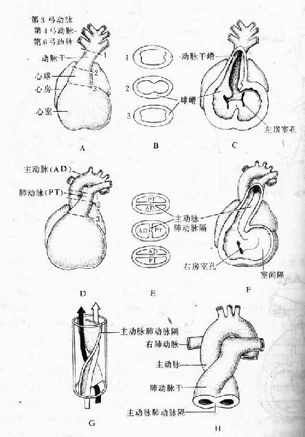 動脈乾和心動脈球的分隔（第5～6周）