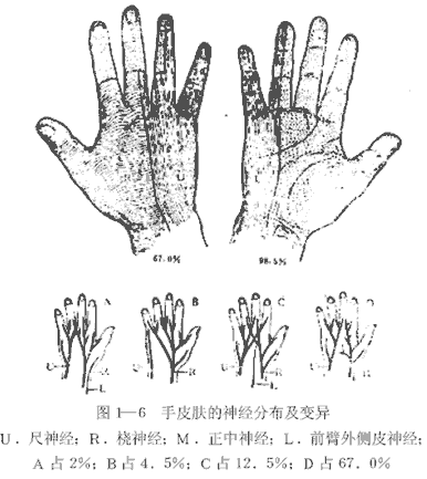 手皮膚的神經分布及變異
