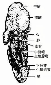 中腎嵴與生殖腺嵴發生（腹面觀）