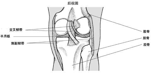 膝的内部结构（后面）