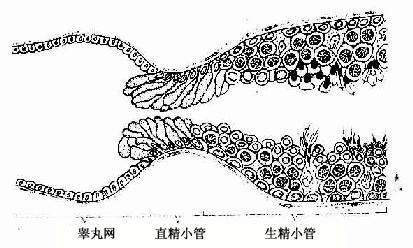 生精小管、直精小管和睾丸網關係模式圖