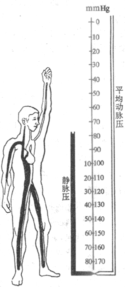 直立體位對肢體動脈和靜脈血壓的影響（1mmHg＝0.13kPa）