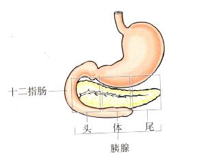 胰腺的位置及大體解剖