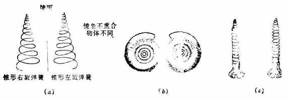 物體與其鏡象不能重合（α）右旋彈簧與左旋彈簧；（b）蝸牛殼；(c)左螺紋與右螺紋螺絲釘