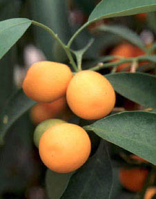 马来西亚的金橘果实和叶