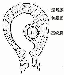 胚胎与子宫蜕膜的关系 E 胚胎