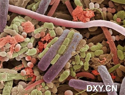 人類舌頭表面的細菌