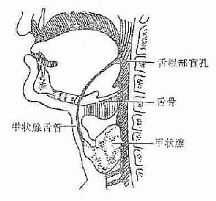 甲狀腺舌管的解剖途徑