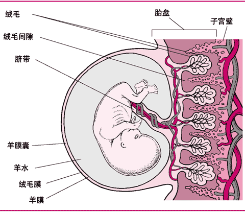 8周時的胎盤和胚胎