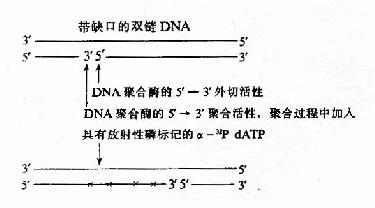 缺刻平移標記 DNA 探針