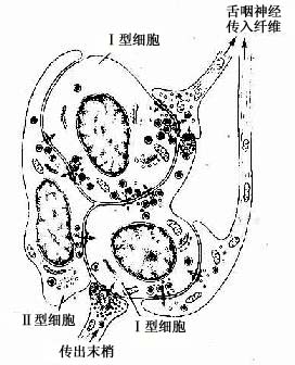 大鼠颈动脉体超微结构模式图