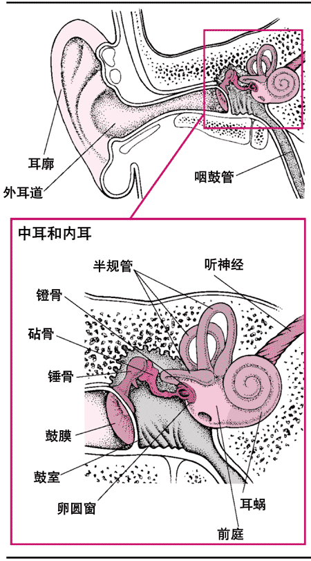 耳部剖面圖