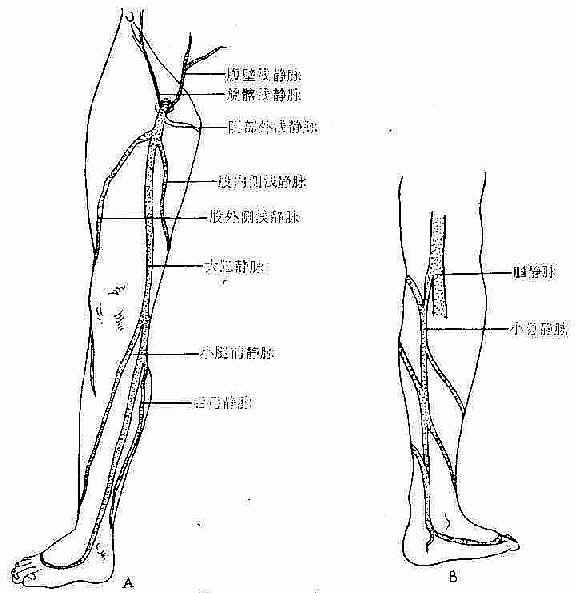 下肢静脉解剖
