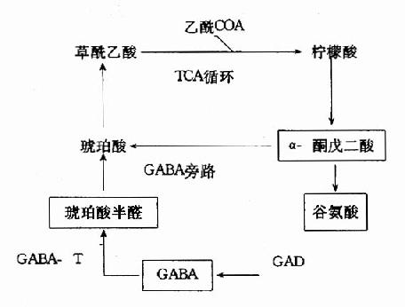 腦中TCA循環和GAB代謝旁路