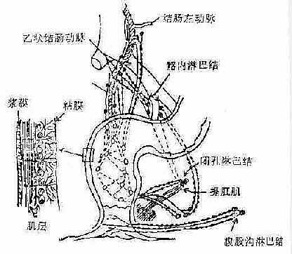直肠壁内外淋马系统的引流途径