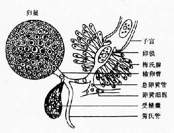 復殖吸蟲成蟲卵巢－卵巢模區結構
