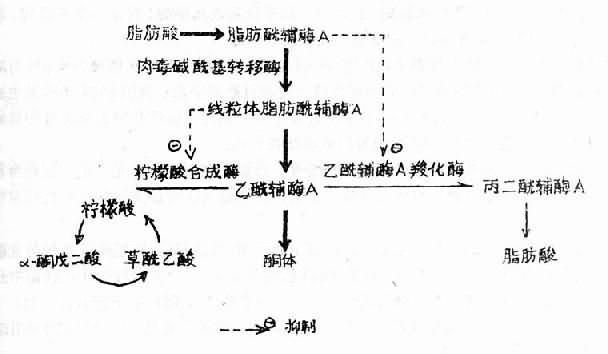 糖尿病時酮體生成增多的機制