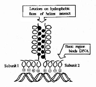 鹼性亮氨酸拉鏈結構及其與DNA的結合