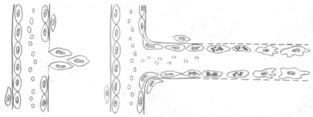 毛細血管再生模式圖
