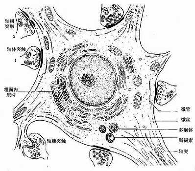 多极神经元及其突触超微结构模式图