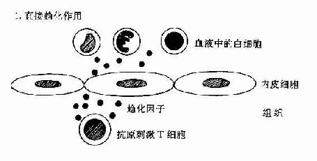 TH反應中動員白細胞的機制：T細胞和內皮細胞所起的作用。