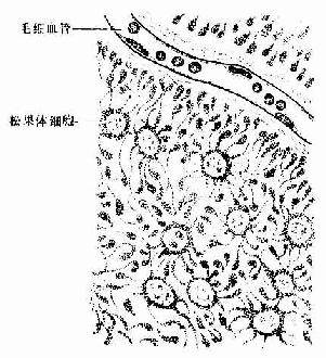 银染法示松果体细胞模式图