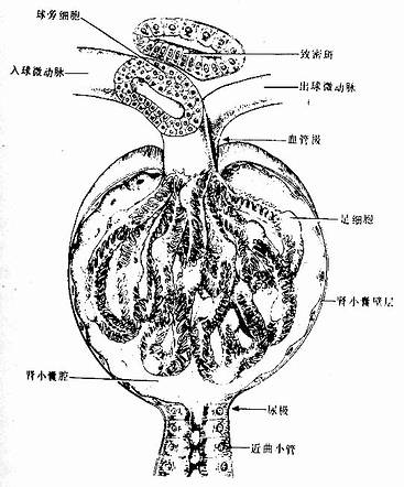 腎小體與球旁複合體立體模式圖