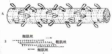 平滑肌粗肌絲結構模式圖