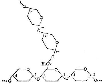 葡萄糖分子在支鏈澱粉中的結合方式