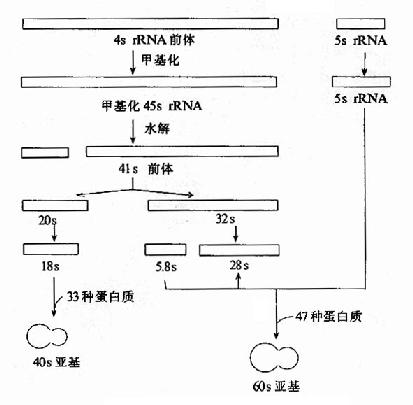 真核生物rRNA前體的加工