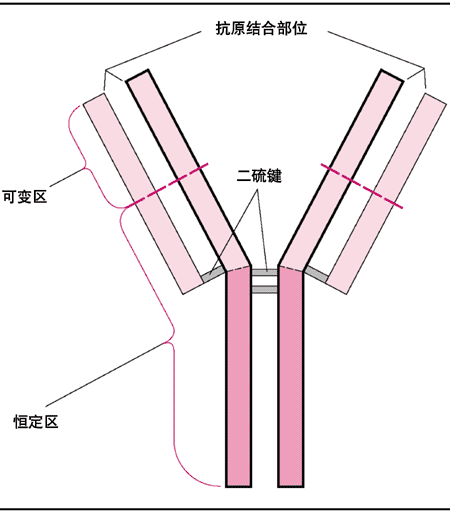 抗體的基本Y型結構
