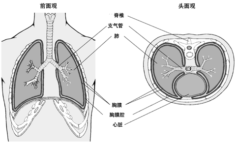 胸膜的兩種切面觀