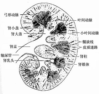 肾冠状剖面模式图