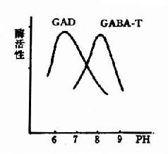 GAD與GABA－T的作用最適pH