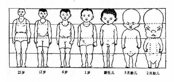胎兒時期至成人時期身軀的比較