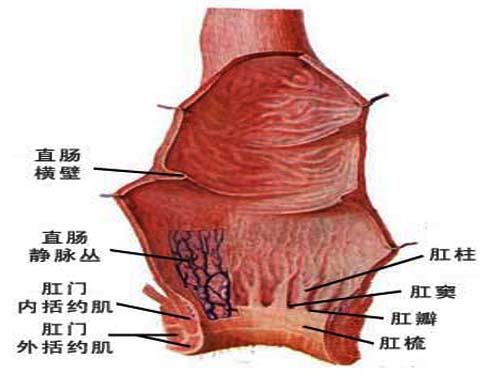肛门解剖图
