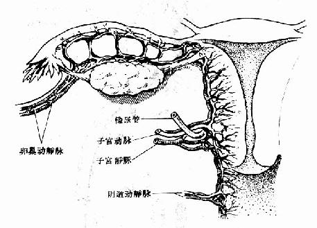 女性生殖器宮主要血液供應