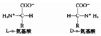 L-α-胺基酸(L-α-amino acid)結構通式
