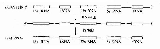 大腸桿菌rRNA前體的加工