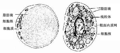 單泡脂肪細胞和多泡脂肪細胞超微結構模式圖