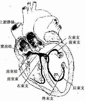 心臟傳導系統分布模式圖