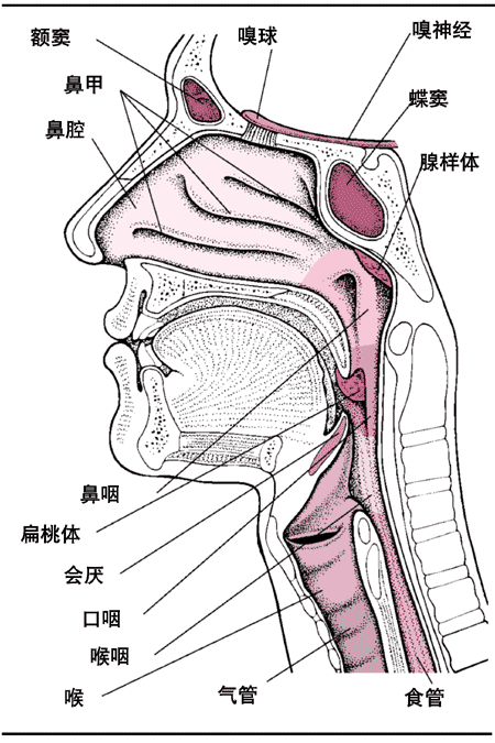 鼻腔及咽喉部剖面圖